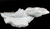 Disarticulated Oreodont (Merycoidodon) Skull - Reduced Price #78129-4